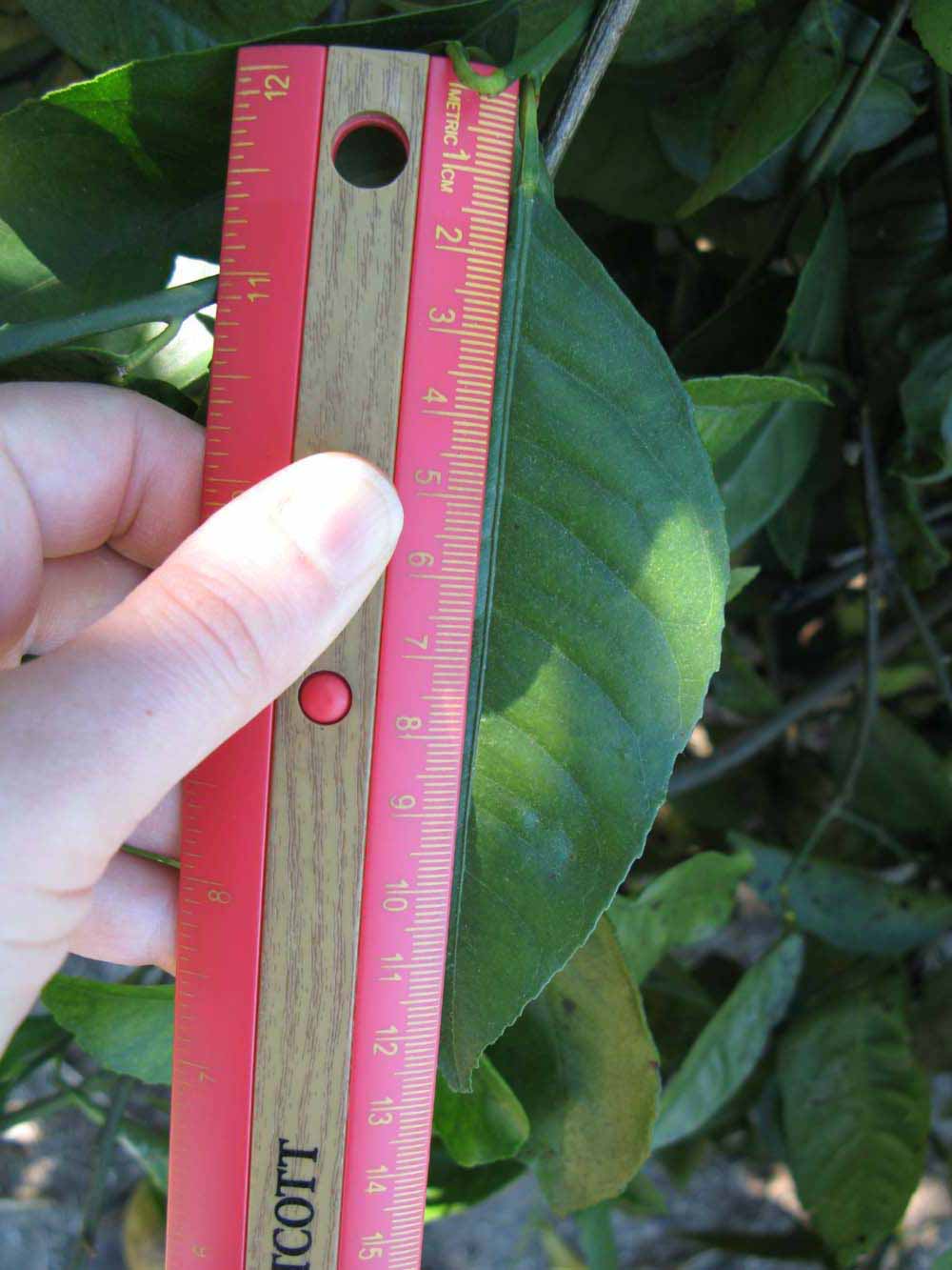              Unifoliolate leaf of  Citrus meyeri         (Meyer, Winter Haven, FL)       